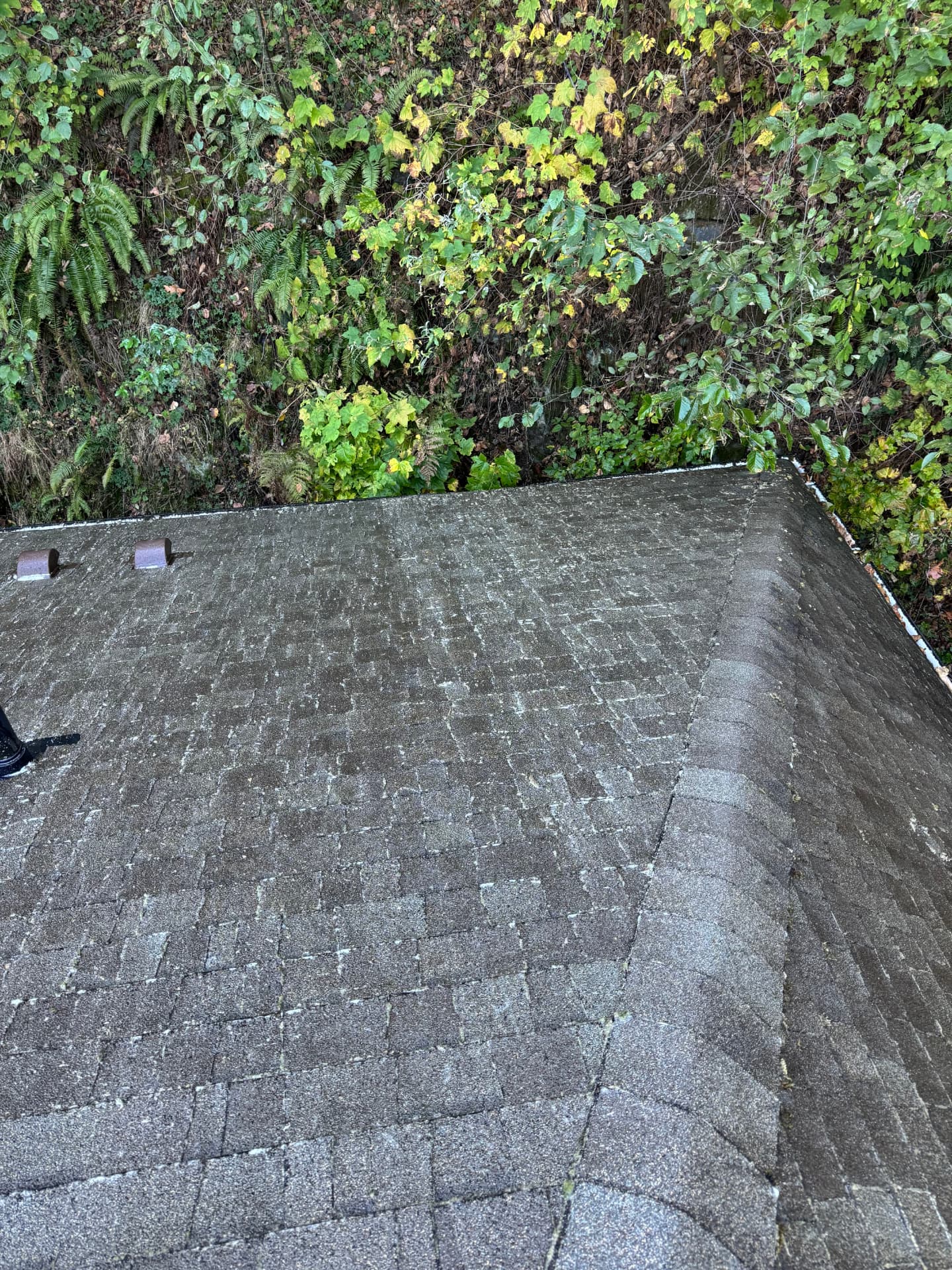 Same shingle roof with moss and debris cleared after roof cleaning