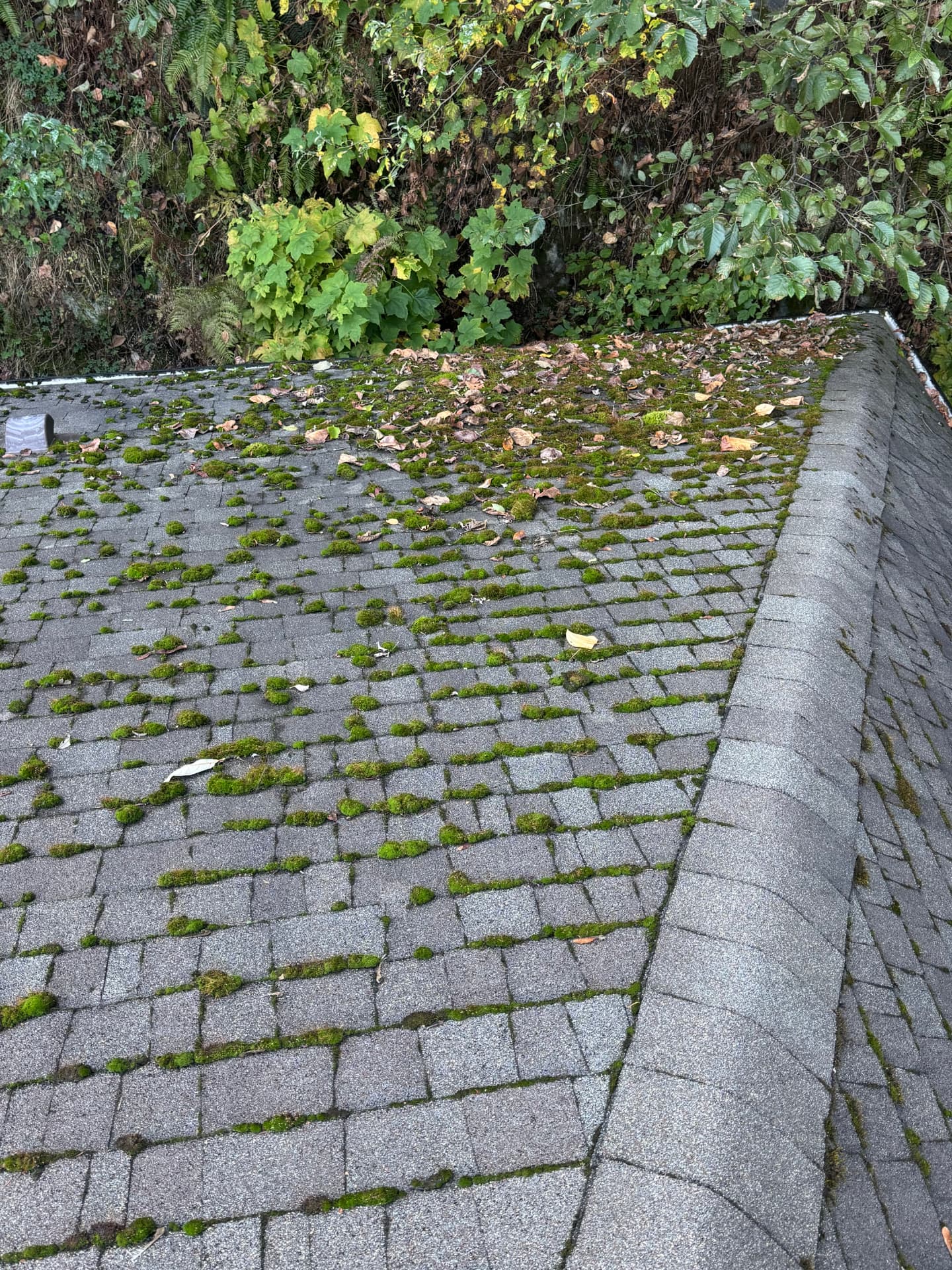Moss-covered shingle roof with debris along the roof edge before cleaning